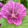 Zaden|Ecocheques|ohgreen Zaden: kaasjeskruid (malva)