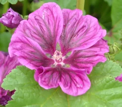 Zaden|Ecocheques|ohgreen Zaden: kaasjeskruid (malva)