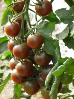 Zaden|Ecocheques|ohgreen Zaden: kerstomaat black cherry