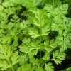 Zaden|Ecocheques|ohgreen Zaden: kervel gewoon