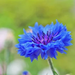 Zaden|Ecocheques|ohgreen Zaden: korenbloem blauw