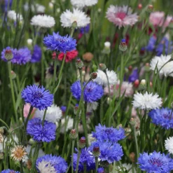 Zaden|Ecocheques|ohgreen Zaden: korenbloem gemengd