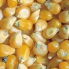 Zaden|Ecocheques|ohgreen Zaden: korrelmaïs pop corn tom pouce