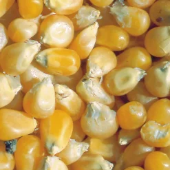 Zaden|Ecocheques|ohgreen Zaden: korrelmaïs pop corn tom pouce
