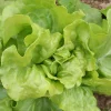 Zaden|Ecocheques|ohgreen Zaden: kropsla (lente-) express