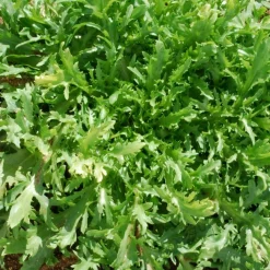 Zaden|Ecocheques|ohgreen Zaden: krulandijvie fine de louviers