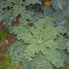Zaden|Ecocheques|ohgreen Zaden: krulkool westlandse winter