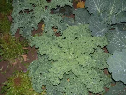 Zaden|Ecocheques|ohgreen Zaden: krulkool westlandse winter