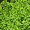Zaden|Ecocheques|ohgreen Zaden: melisse