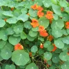 Zaden|Ecocheques|ohgreen Zaden: oostindische kers gemengd