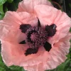 Zaden|Ecocheques|ohgreen Zaden: papaver enkele roze