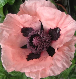 Zaden|Ecocheques|ohgreen Zaden: papaver enkele roze
