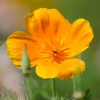 Zaden|Ecocheques|ohgreen Zaden: papaver uit californië