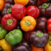 Zaden|Ecocheques|ohgreen Zaden: paprika mini bell mix