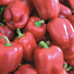 Zaden|Ecocheques|ohgreen Zaden: paprika yolo wonder