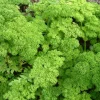 Zaden|Ecocheques|ohgreen Zaden: peterselie gekruld dwerg mousse 2