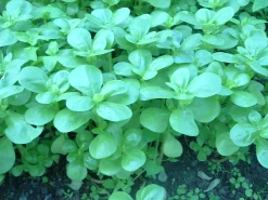 Zaden|Ecocheques|ohgreen Zaden: postelein -zomer groen