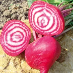 Zaden|Ecocheques|ohgreen Zaden: rode biet chioggia