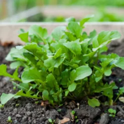 Zaden|Ecocheques|ohgreen Zaden: rucola wasabi