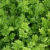 Zaden|Ecocheques|ohgreen Zaden: snijselderij 'gewone snij'
