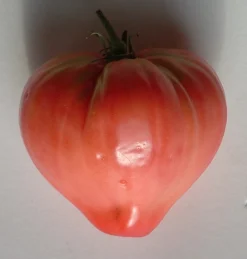 Zaden|Ecocheques|ohgreen Zaden: tomaat coeur de boeuf rose