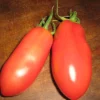 Zaden|Ecocheques|ohgreen Zaden: tomaat san marzano