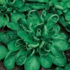 Zaden|Ecocheques|ohgreen Zaden: veldsla coquille de louviers