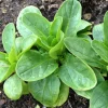 Zaden|Ecocheques|ohgreen Zaden: veldsla vit