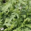 Zaden|Ecocheques|ohgreen Zaden: verbena officinalis