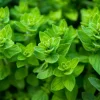 Zaden|Ecocheques|ohgreen Zaden: wilde marjolein