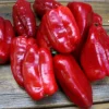 Zaden|Ecocheques|ohgreen Zaden: zachte paprika uit spanje