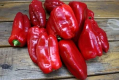 Zaden|Ecocheques|ohgreen Zaden: zachte paprika uit spanje