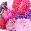Zaden|Ecocheques|ohgreen Zaden: zomeraster gemengd