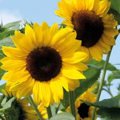 Zaden|Ecocheques|ohgreen Zaden: zonnebloem decoratieve mengeling