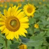 Zaden|Ecocheques|ohgreen Zaden: zonnebloem groot geel