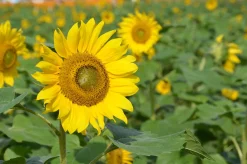 Zaden|Ecocheques|ohgreen Zaden: zonnebloem groot geel