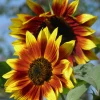 Zaden|Ecocheques|ohgreen Zaden: zonnebloem herfst kleuren