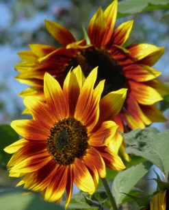 Zaden|Ecocheques|ohgreen Zaden: zonnebloem herfst kleuren