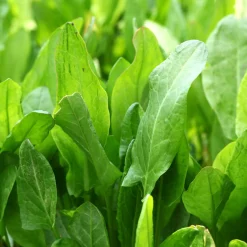 Zaden|Ecocheques|ohgreen Zaden: zuring uit belleville