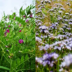 Zaden|Ecocheques|ohgreen Zaden: zware grond mengeling (groenbemester)