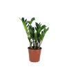 Groene Planten|Ecocheques|ohgreen Zamioculcas Zamiifolia