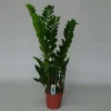 Groene Planten|Ecocheques|ohgreen Zamioculcas ( ZZ-plant of Emerald palm )