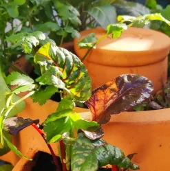 Compostvat|Ecocheques|ohgreen Zelfbemestende composter balkon