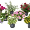 Voorjaar|Ecocheques|ohgreen Zomerbloeier 10.5 cm