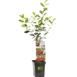 Fruitbomen|Ecocheques|ohgreen Zure kers patioboompje prunus cerasus morel