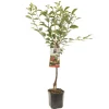 Fruitbomen|Ecocheques|ohgreen Zure kers prunus cerasus morello laagstam
