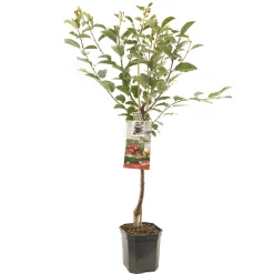 Fruitbomen|Ecocheques|ohgreen Zure kers prunus cerasus morello laagstam