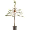 Fruitbomen|Ecocheques|ohgreen Zure kersenboom prunus cerasus morello leiboom